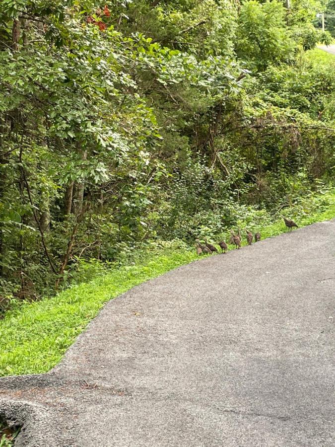 Bear Doodle Villa Sevierville Bagian luar foto